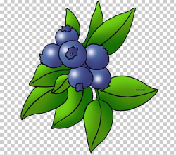 Blueberry Blackberry Fruit PNG, Clipart, Artwork, Berry ...