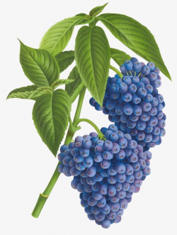 Blueberry, Fruit, Plant PNG Image and Clipart for Free Download