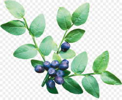Tea Tree clipart - Blueberry, Food, Fruit, transparent clip art