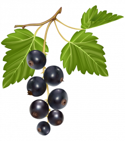 Blueberries PNG Clipart - Best WEB Clipart