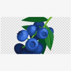 Blueberries Png - Transparent Background Blueberry Clipart ...