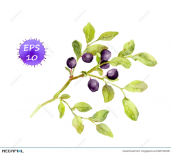 Blueberry Branch With Leaves And Berries. Watercolor Illustration ...