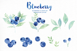Blueberry watercolor clipart by everysunsun | TheHungryJPEG.com