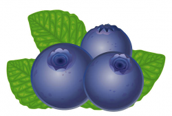 28+ Collection of Blueberry Clipart | High quality, free cliparts ...