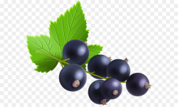 Blackcurrant Bilberry Redcurrant Zante currant Blueberry ...