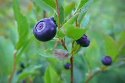 About Huckleberries – The Huckleberry Patch