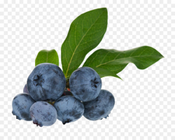 Blueberry Tea Bilberry Huckleberry Fruit - blueberry png download ...