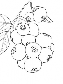 Blueberry Bush coloring page from Blueberry category. Select from ...