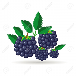 Blueberry clipart blackberry fruit - Pencil and in color blueberry ...