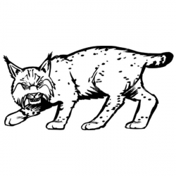 Bobcat Baby Coloring Pages - Worksheet & Coloring Pages
