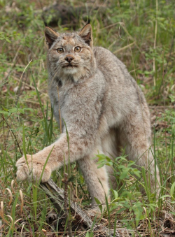 Canadian lynx | Lynx, Canada lynx and Cat