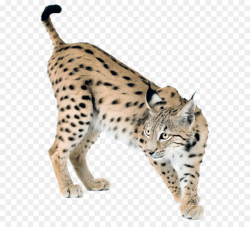 Eurasian lynx Bobcat Canada lynx Felidae - Lynx PNG png download ...