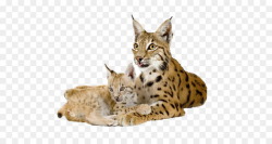 Eurasian lynx Bobcat Canada lynx Felidae - Wild Bobcat png download ...