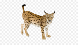 Eurasian lynx Bobcat Iberian lynx Felidae Canada lynx - Lynx PNG png ...