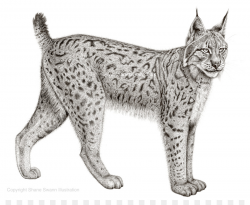 Eurasian lynx Felidae Bobcat Canada lynx Iberian lynx - lynx png ...