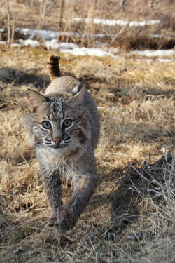 38 best Bobcats images on Pinterest | Baby bobcat, Lynx and Eurasian ...
