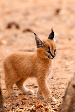2327 best Коты images on Pinterest | Baby caracal, Wild animals and 1