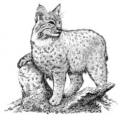 Wild Cats Clip Art Download - Page 2