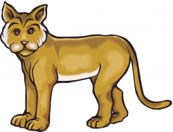 Image of Bobcat Clipart #5042, Bobcat Animal Face Image Gallery ...