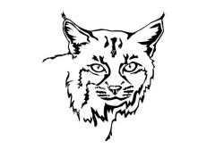Bobcat Face Drawing | Free download best Bobcat Face Drawing ...