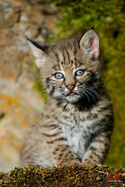 14 best Bobcats images on Pinterest | Lynx, Animal kingdom and Cute ...