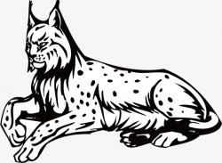Bobcats, Line Drawing, Black And White, Line PNG Image and Clipart ...