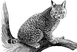 Lynx clipart black and white - Pencil and in color lynx clipart ...