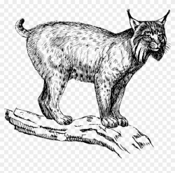 Eurasian Lynx Wildcat Felidae Drawing Bobcat - Lynx Clipart ...