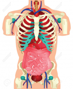 Body Anatomy Clipart