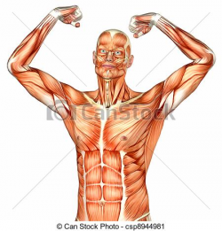 Anatomical Body Clipart