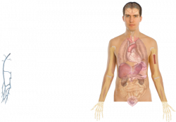 Human Body Anatomy Basics Clip Art at Clker.com - vector clip art ...