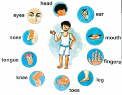 Body parts for kids cliparts