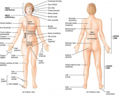 Trend The Human Body Anatomy 91 With Additional human anatomy chart ...