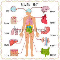 Internal Human Body Structure