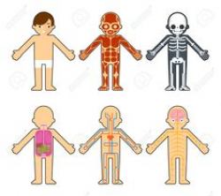 Human Body systems clipart BUNDLE {Science clip art} | Human body ...