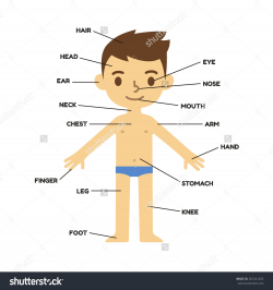 28+ Collection of My Body Parts Clipart | High quality, free ...