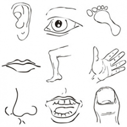 body images clip art | Body Parts Clipart | Other Files | Clip Art ...
