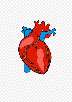Heart Anatomy Clip art - Heart Body Cliparts png download - 1697 ...