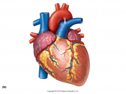 Human Heart Images With Parts Clipart Human Heart Clipart ...