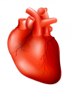 Heart Human Body For Kids Human Heart Clipart For Kids ...