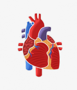 Heart Schematic Human Organs, Human Body, Body, Heart PNG Image and ...