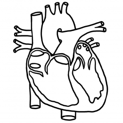 Heart Diagram Black And White Clip Art Human Heart Clipart Free To ...