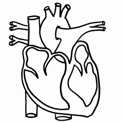 Human Heart Images With Parts Clipart Heart Clipart - Human Body ...
