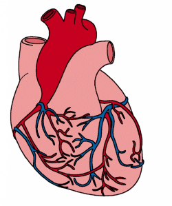 Human Heart Images With Parts Clipart Human Heart Clip Art Clipart ...