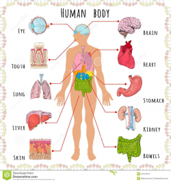 5 Organs Of Human Body Human Clipart Human Body Part - Pencil And In ...