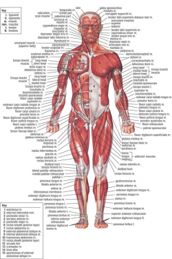 Human Whole Body Picture Anatomy Clipart Human Body - Pencil And In ...