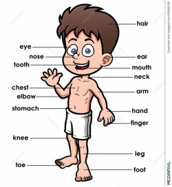 Vocabulary Part Of Body Illustration 30999180 - Megapixl