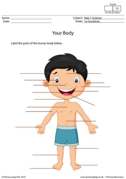 PrimaryLeap.co.uk - Labelling Parts of the Human Body Worksheet ...