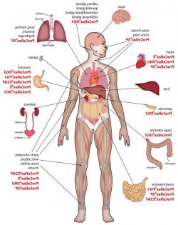 Organ Map Of The Human Body Human Body Organs Clipart (28+) - Human ...
