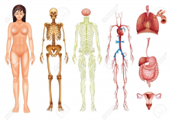 Organ Systems of the Body | Fosfe.com